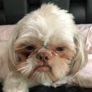 Meet your Posher, Diana